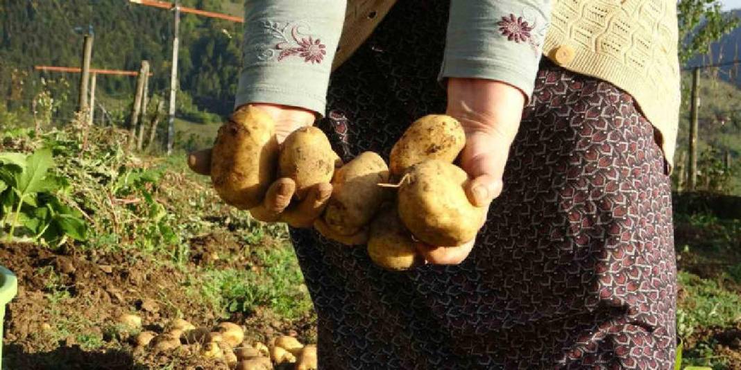Nisan ve Mayıs’ta ekildi, Ekimde toplanıyor! 65 yaşında hasatta: Önce topluyor, sonra pazarda satıyor 4